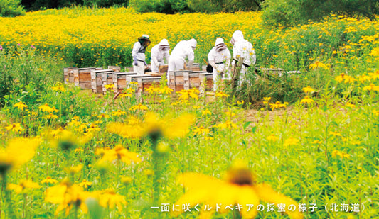 Fujiyoto | Sweet Secret of Japanese Honey - Sugi Bee Garden